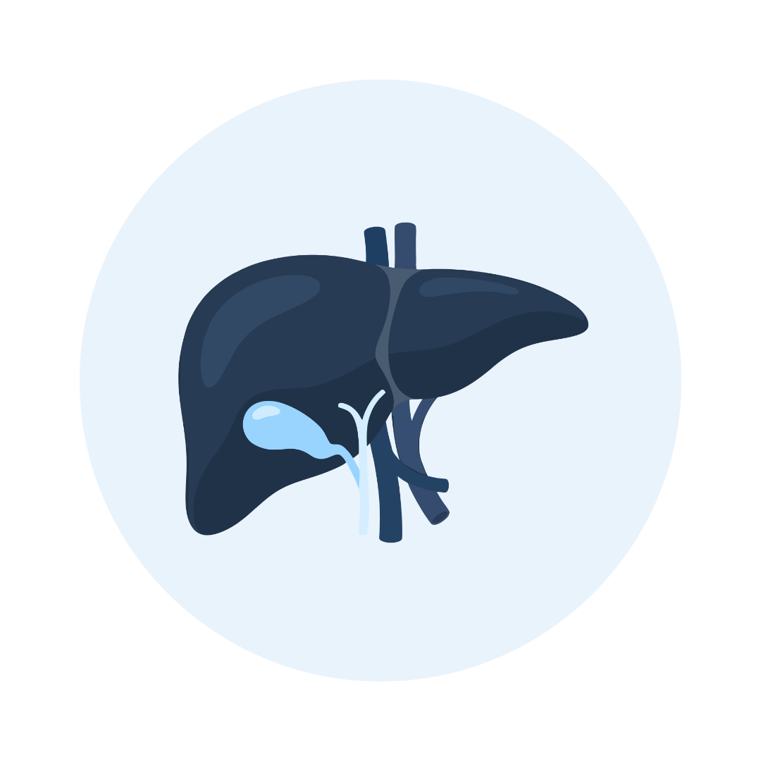Liver